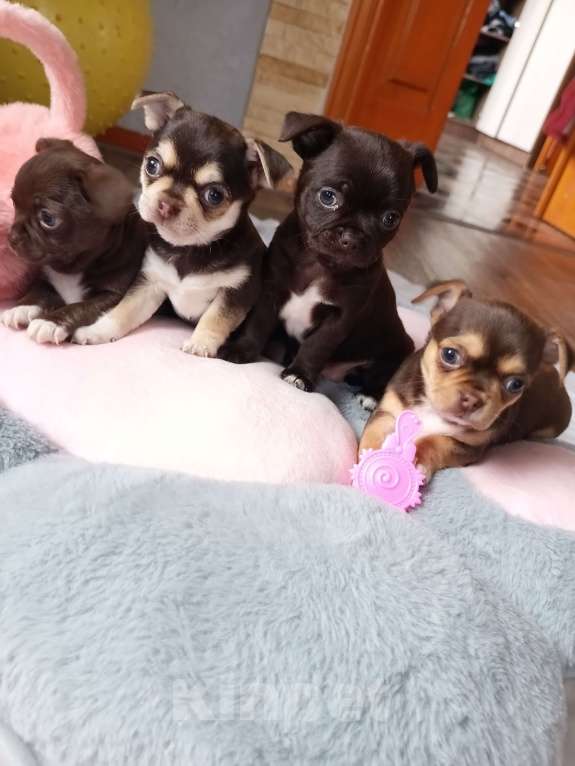 Собаки в Ростове-на-Дону: Щенки чихуахуа Девочка, 15 000 руб. - фото 3