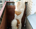 Собаки в Москве: Ищу прежних хозяев собаки из приюта  Мальчик, Бесплатно - фото 3