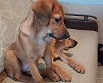 Собаки в Химках: Щенки в добрые руки Девочка, Бесплатно - фото 3