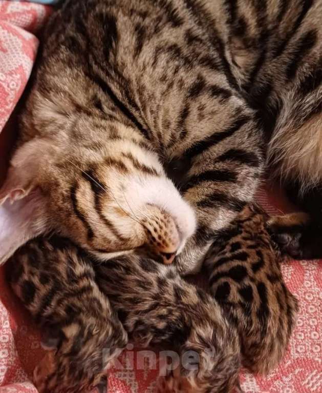 Кошки в Краснодаре: Девочка  Девочка, 15 000 руб. - фото 3