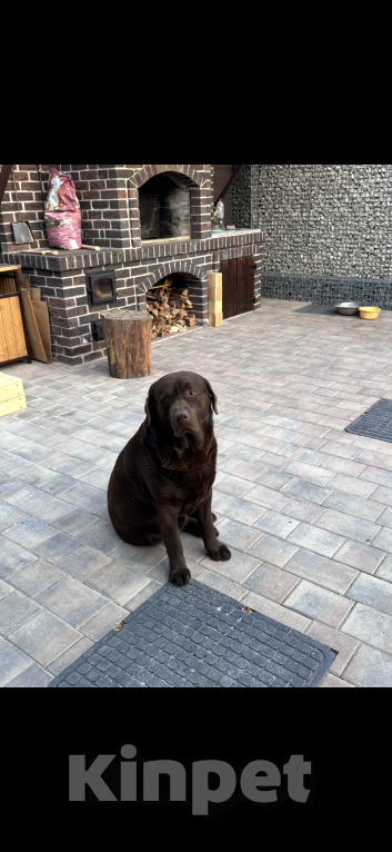 Собаки в других городах Крыма: Потерялся лабрадор Мальчик, 50 000 руб. - фото 2