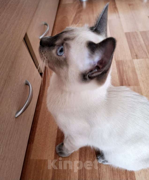 Кошки в Санкт-Петербурге: Тайский котенок Мальчик, 55 000 руб. - фото 4