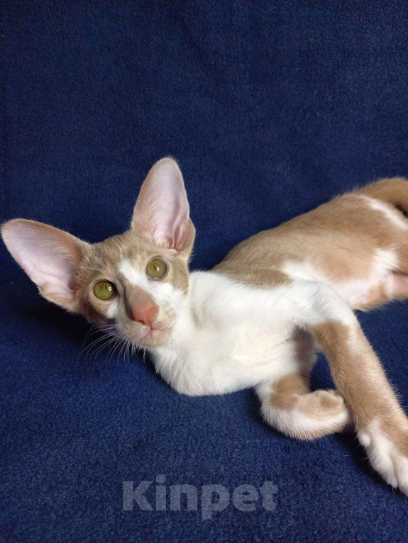 Кошки в Нижнем Новгороде: Ориентальный котик Мальчик, Бесплатно - фото 7