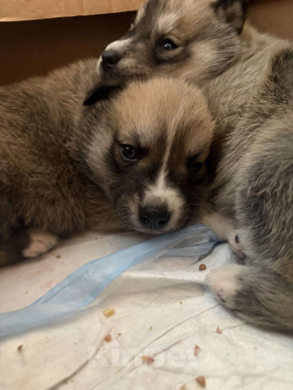 Собаки в других городах Свердловской области: Осторожик Мальчик, Бесплатно - фото 2