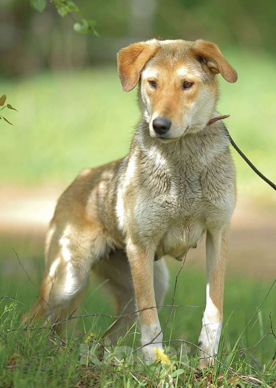 Собаки в Москве: Катрёна, метис гончей в приюте Девочка, Бесплатно - фото 2