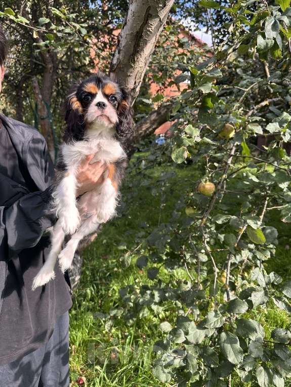 Собаки в Москве: Очаровательный триколорный мальчик кавалер кинг чарльз спаниеля  Мальчик, Бесплатно - фото 5