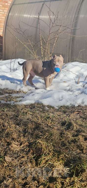 Собаки в других городах Тверской области: Американский булли щенок Мальчик, 100 000 руб. - фото 4