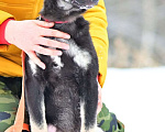 Собаки в Москве: Щенок Альма в добрые руки Девочка, 1 руб. - фото 3