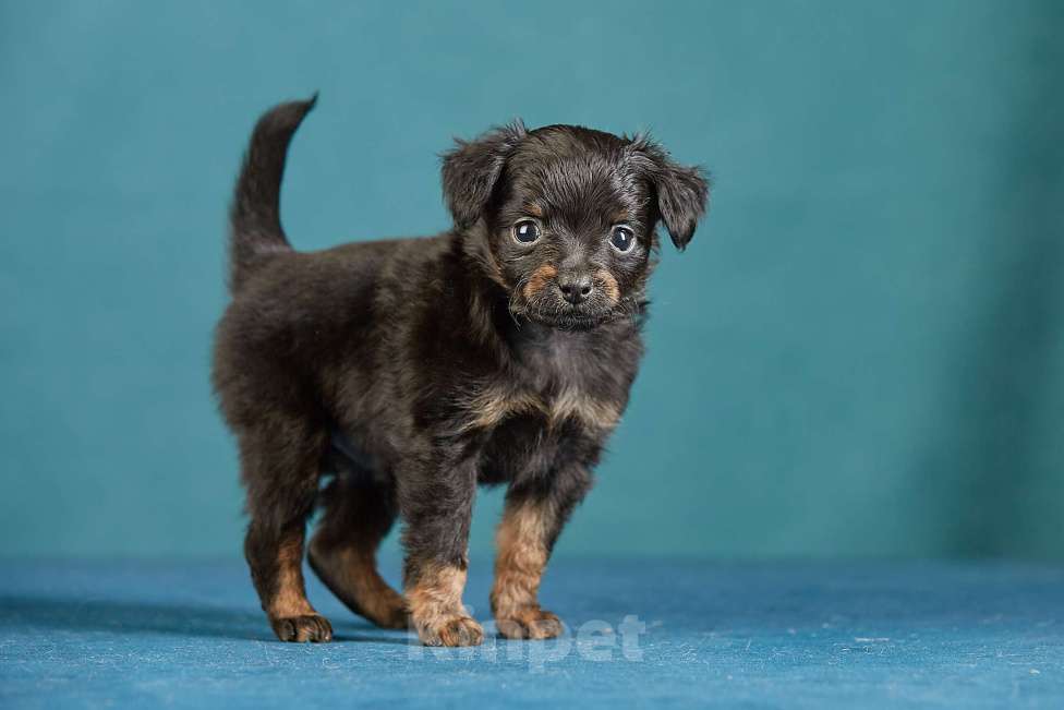 Собаки в Вологде: Русский Той Мальчик, Бесплатно - фото 6