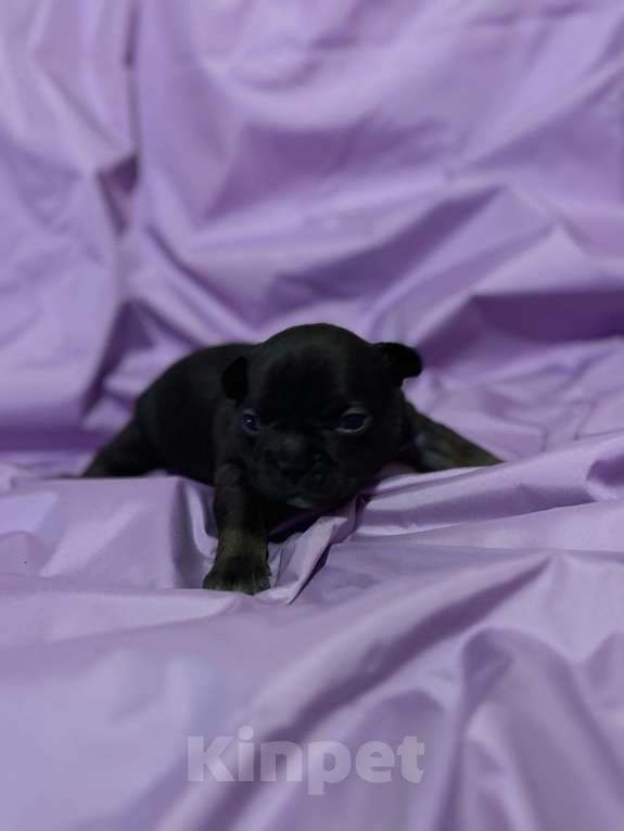 Собаки в Хабаровске: Щенок французского бульдог Девочка, 40 000 руб. - фото 3