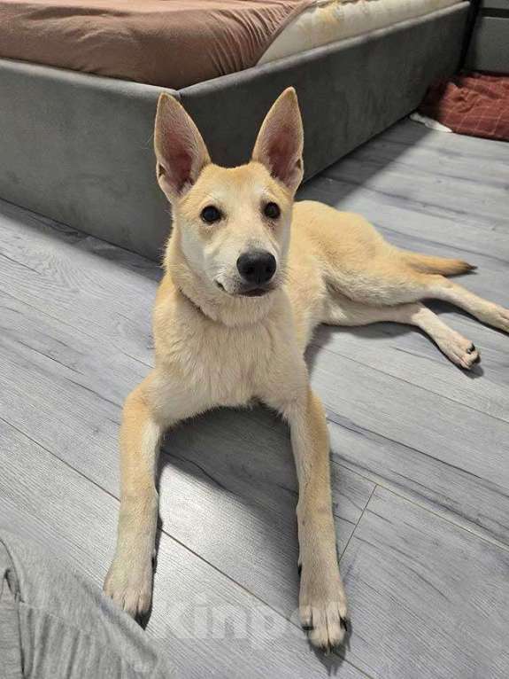 Собаки в Москве: Умнейшая домашняя некрупная собачка-подросток Чапа ищет дом Девочка, 10 руб. - фото 3