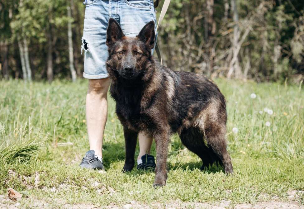 Собаки в Москве: В добрые руки! Мальчик, Бесплатно - фото 4