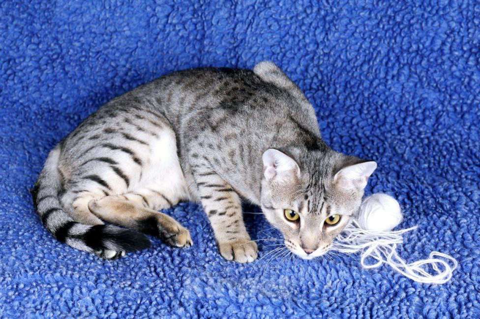 Кошки в Санкт-Петербурге: Котята SAVANNAH Ф4, Ф5 сбт Мальчик, 50 000 руб. - фото 2