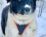 Собаки в Москве: Умница-красавица Полина! Отличная собака для загородного дома Девочка, Бесплатно - фото 4