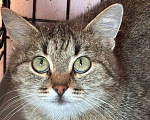 Кошки в Москве: Зеленоглазая кошка Маргошка мечтает о доме Девочка, Бесплатно - фото 1