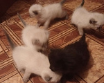 Кошки в Нерюнгри: Котята 1 месяц ищут хозяина Девочка, 1 руб. - фото 3