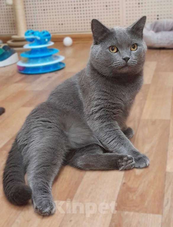 Кошки в Москве: Очаровательный британец Винтер ищет дом и любящих хозяев!  Мальчик, Бесплатно - фото 4