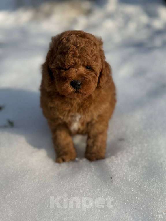 Собаки в Долгопрудном: Пуделя щенок той рыжий БАНТИК Мальчик, 75 000 руб. - фото 4