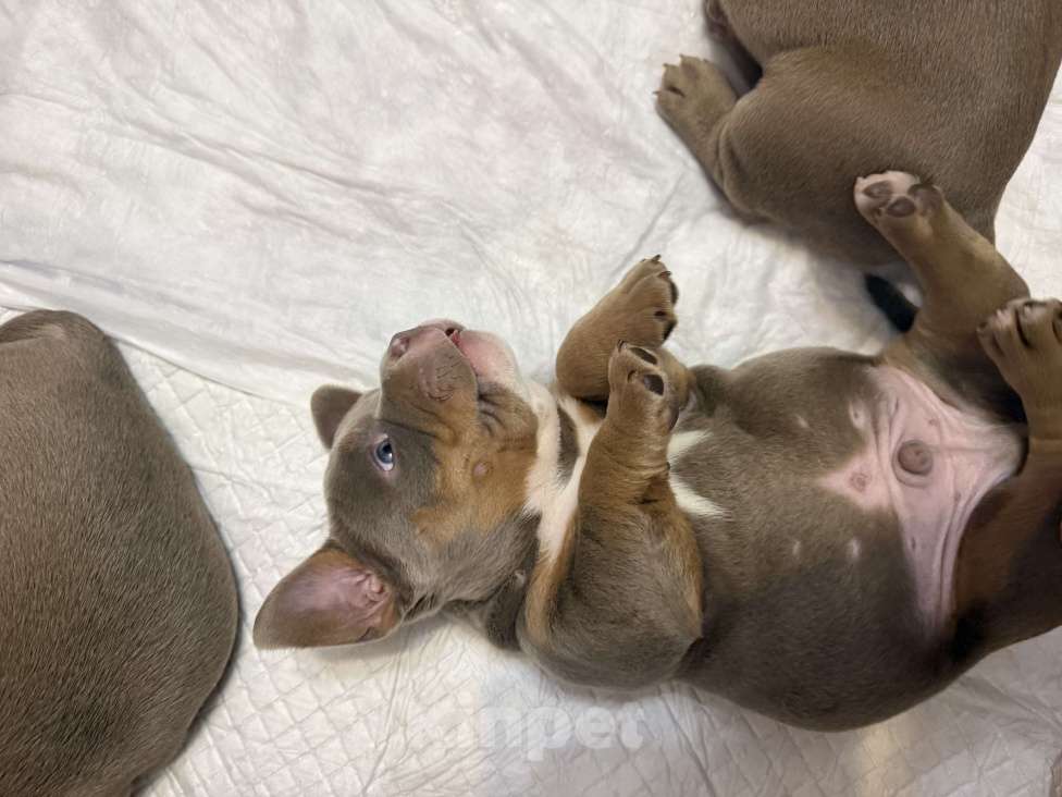 Собаки в Севастополе: Лиловый триколор Мальчик, Бесплатно - фото 3