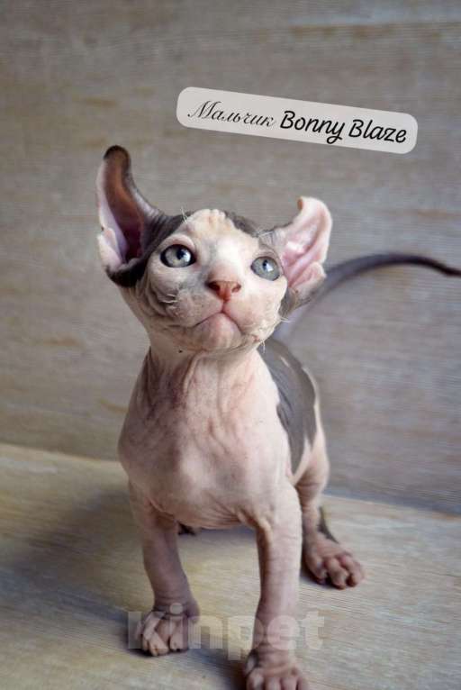 Кошки в Краснодаре: Котёнок Сфинкс Эльф мальчик Мальчик, Бесплатно - фото 1