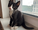 Кошки в Москве: Котенок в добрые руки Мальчик, Бесплатно - фото 4