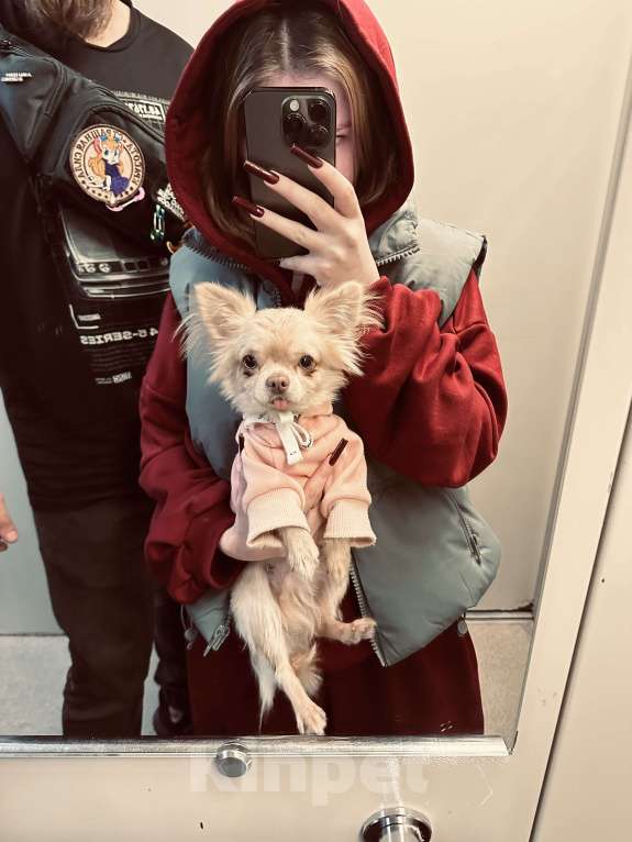 Собаки в Москве: Мини чихуахуа на вязку Мальчик, Бесплатно - фото 6