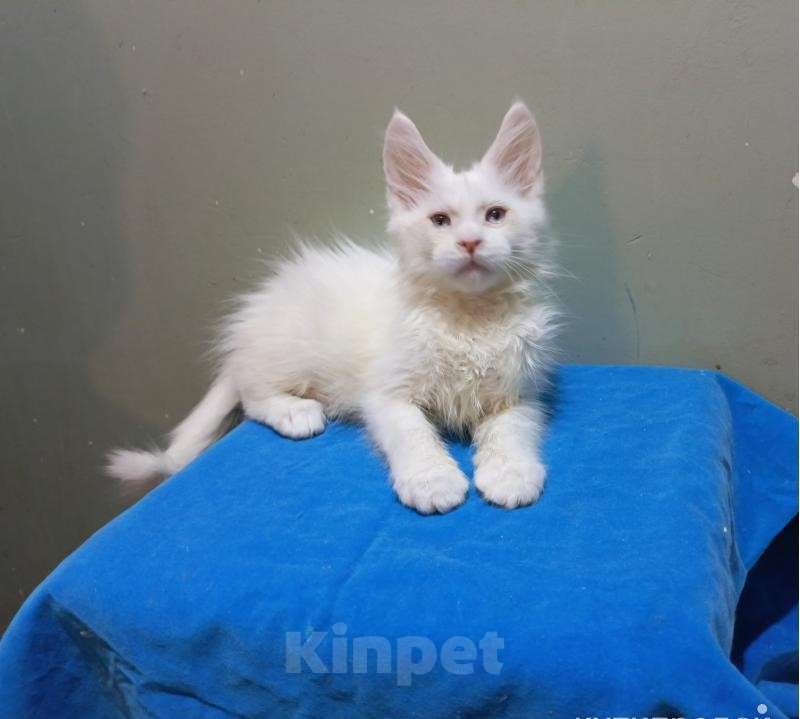 Кошки в Москве: Котенок Мейн-кун мальчик. Белый. Почти 2 мес. Мальчик, 60 000 руб. - фото 1