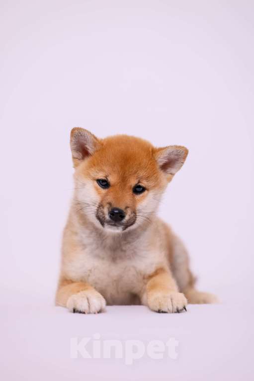 Собаки в Волгограде: щенки сиба ину Девочка, 30 000 руб. - фото 1