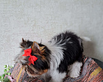 Собаки в Зеленограде: Девочка Бивер  Девочка, 70 000 руб. - фото 2