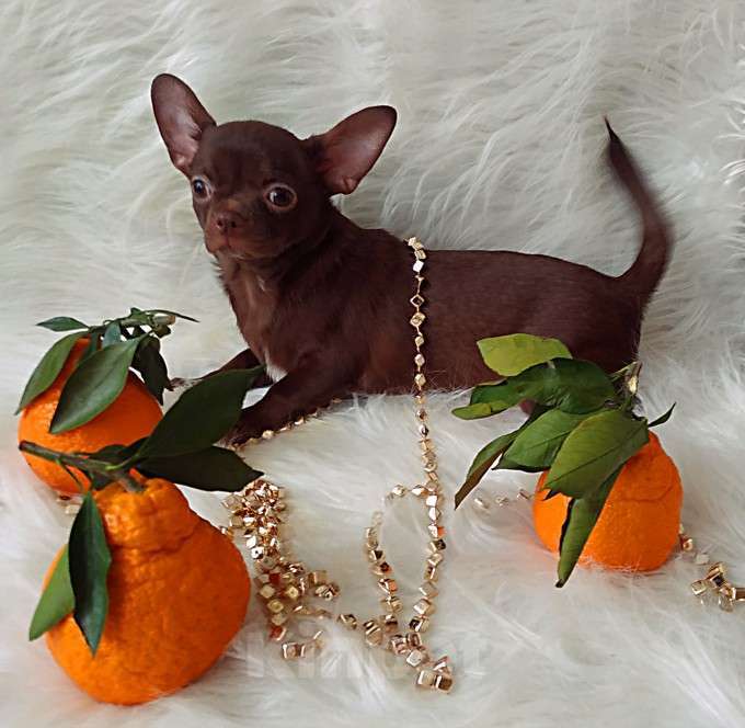 Собаки в Москве: шоколадный мальчик 5 мес мелкий стандарт Мальчик, 35 000 руб. - фото 3