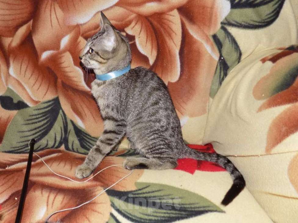 Кошки в Москве: Бенгальский мальчик интересного окраса Мальчик, 25 000 руб. - фото 5