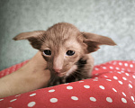 Кошки в Москве: Ориентальных экстремальные котята в Москве Мальчик, Бесплатно - фото 3