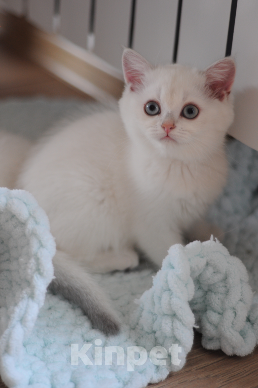 Кошки в Бахчисарае: Шотландский котенок Девочка, 55 000 руб. - фото 2