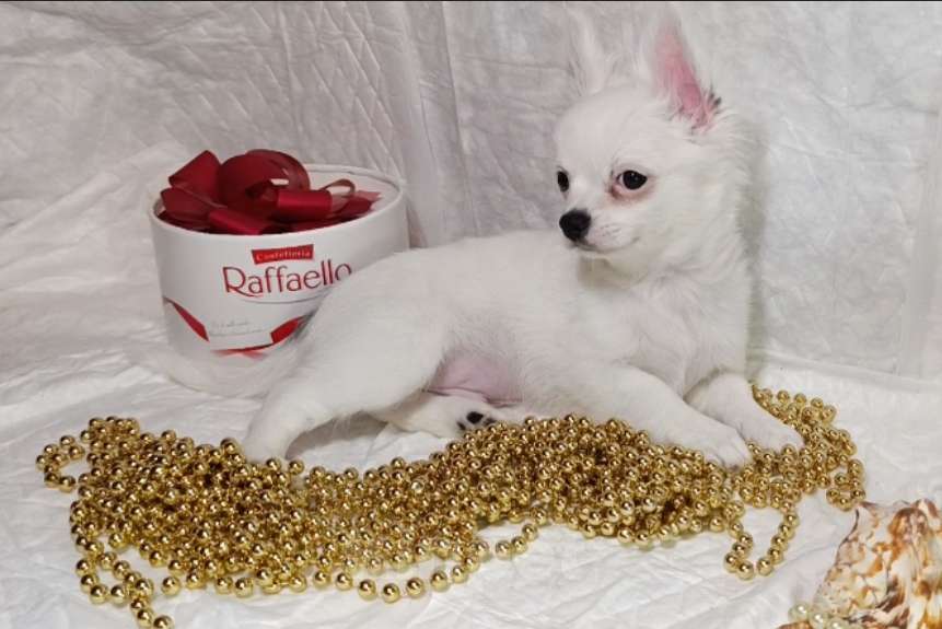 Собаки в Санкт-Петербурге: Щенок чихуахуа, снежный мальчик Мальчик, 100 000 руб. - фото 2