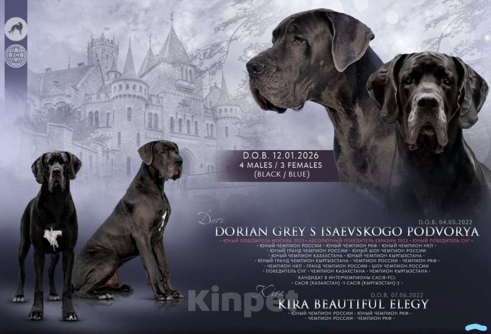 Собаки в Екатеринбурге: Щенки немецкого дога Разнополые, Бесплатно - фото 1