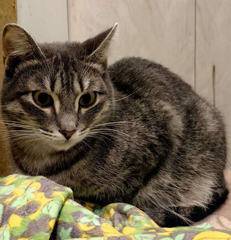 Кошки в Москве: Брошен в морозы на улице, котик в добрые руки Мальчик, Бесплатно - фото 2