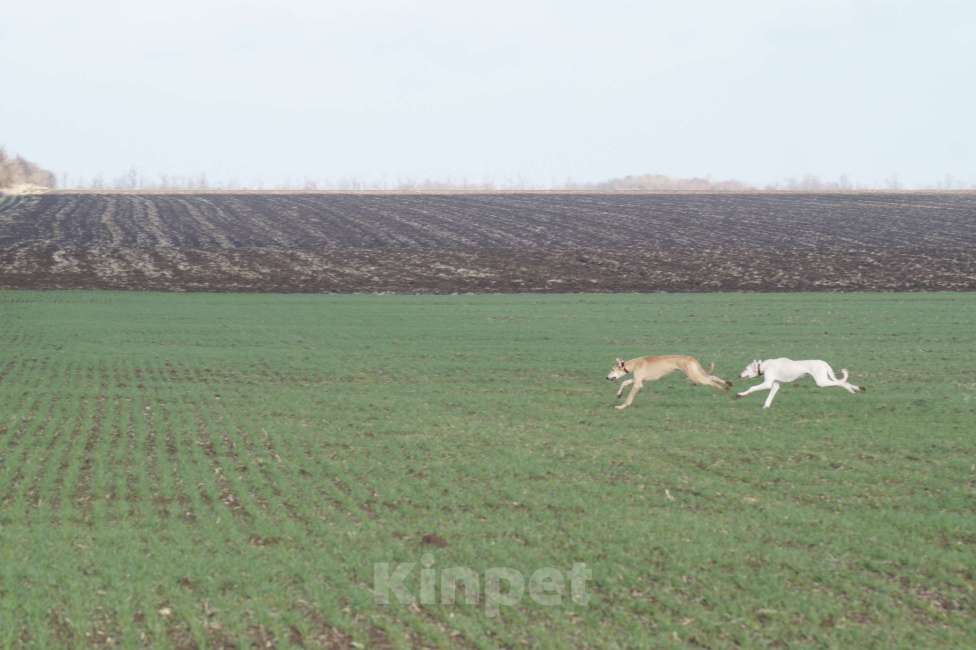 Собаки в Звенигороде: Щенок Тазы с огромным потенциалом! Мальчик, 65 000 руб. - фото 5