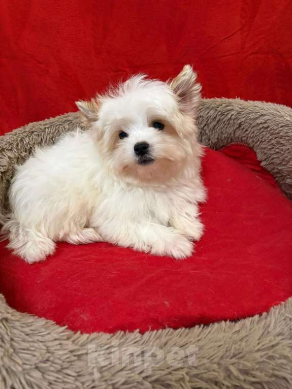 Собаки в Москве: Белоснежный  йорк    Голубоглазый Мальчик, 45 000 руб. - фото 2