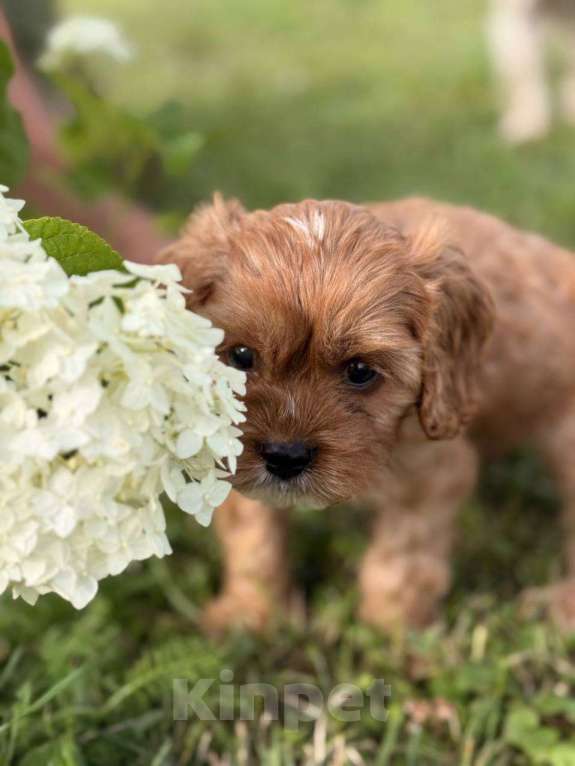 Собаки в Москве: Кавапу щенок девочка Девочка, Бесплатно - фото 1