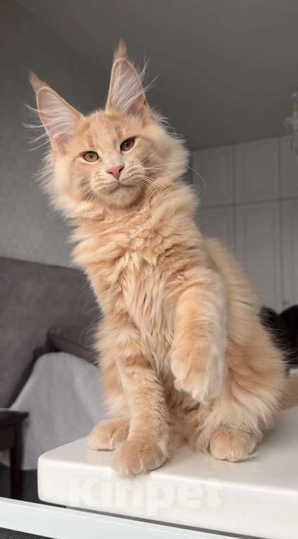 Кошки в Санкт-Петербурге: Мейн кун котик Мальчик, Бесплатно - фото 1