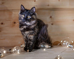Кошки в Москве: В дар котенок Крошка - черный носик, трехцветный хвостик. Девочка, 10 руб. - фото 1