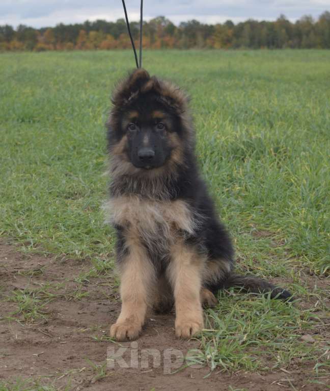 Собаки в Коломне: Лихт Штерн Имидж Мальчик, 60 000 руб. - фото 1