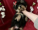 Собаки в Москве: Чёрный йорк мальчик стандарт нежный Мальчик, 40 000 руб. - фото 10