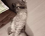 Кошки в Чебоксарах: Кот для связки, 1 000 руб. - фото 2