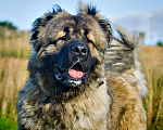 Собаки в Химках: Красивый кавказец в дар, Бесплатно - фото 1