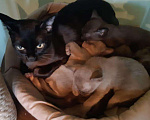 Кошки в Ливны: Резервируются котята Бурмы, 35 000 руб. - фото 5
