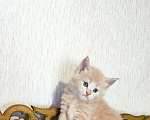 Кошки в Советске (Калининградская область): Котята мейн-кун с документами, 40 000 руб. - фото 5