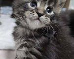 Кошки в Теберде: Котята Мейн Кун, 16 000 руб. - фото 6