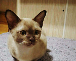 Кошки в Ливны: Шикарная Красотка Европейская Бурма, 40 000 руб. - фото 8