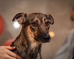 Собаки в Москве: Коротколапик Тэджи (10 кг) ищет дом Девочка, Бесплатно - фото 4